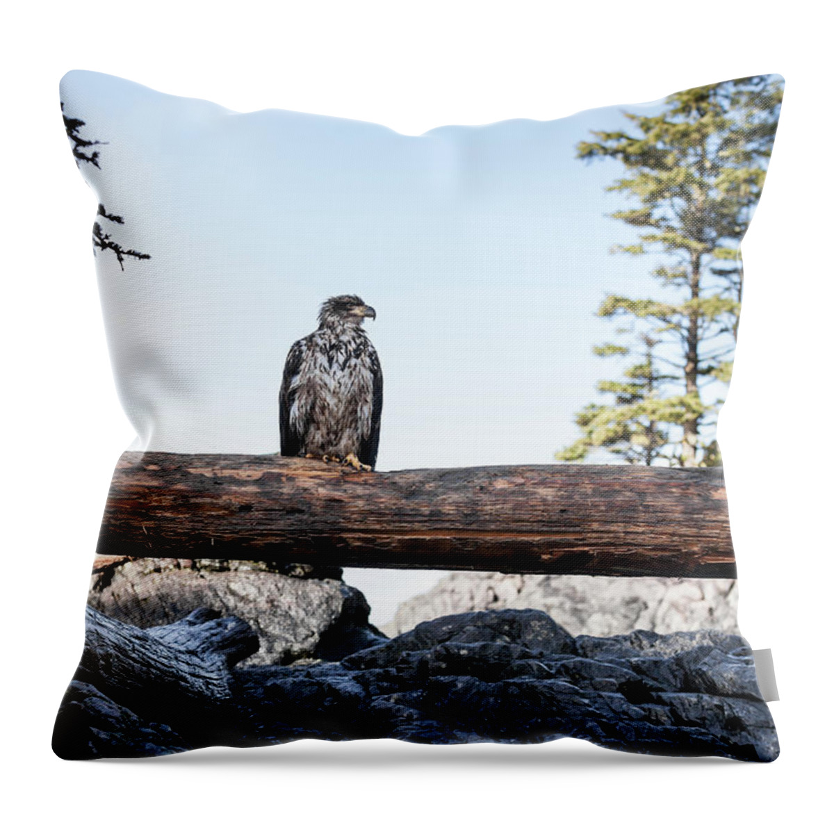 Vancouver Island Throw Pillow featuring the photograph Juvenile Bald Eagle Perching On Beached by Steven Errico