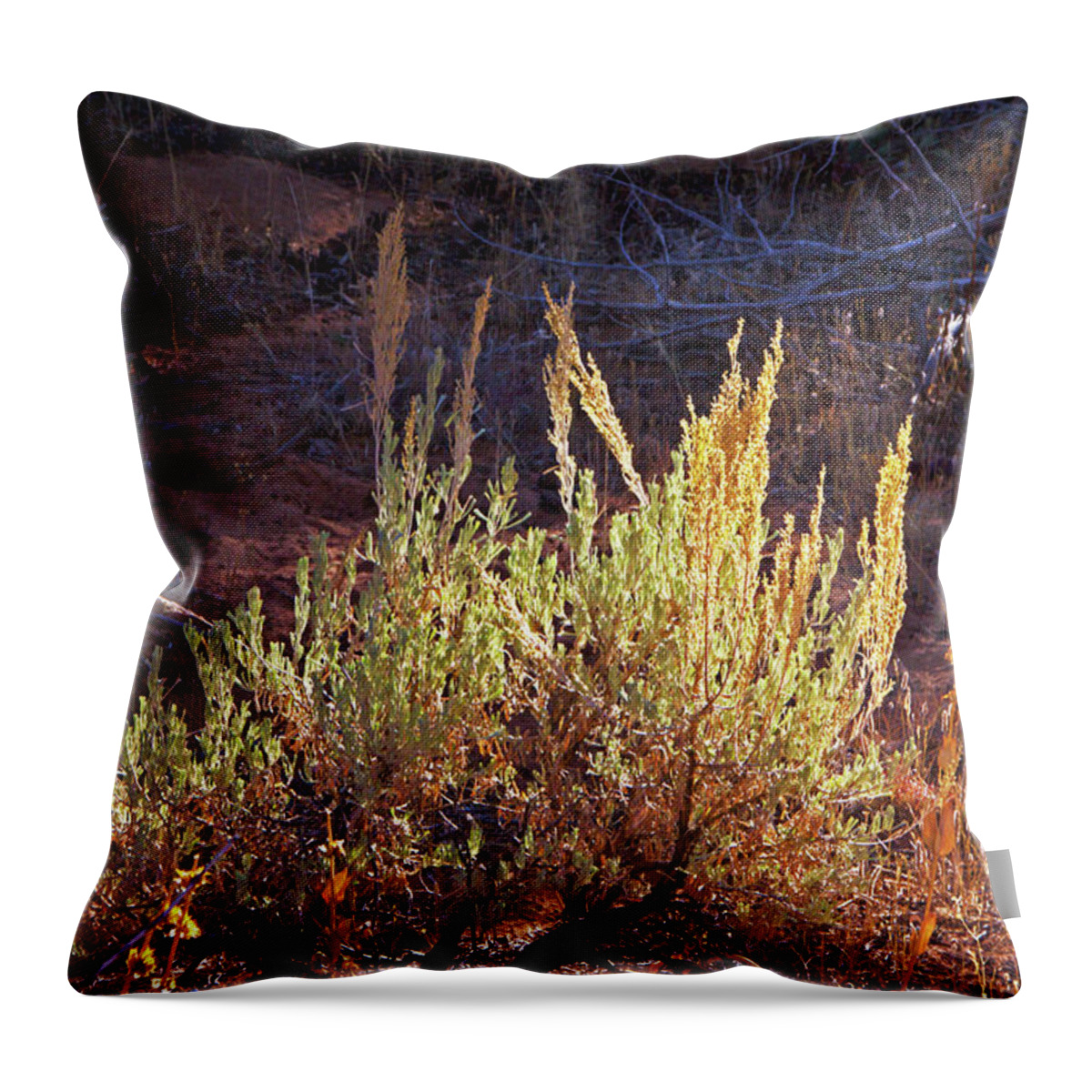 Kanab Coral Sand Dunes Desert Scrub Greens And Yellows Throw Pillow featuring the photograph Kanab Coral Sand Dunes desert scrub greens and yellows 6670 by David Frederick