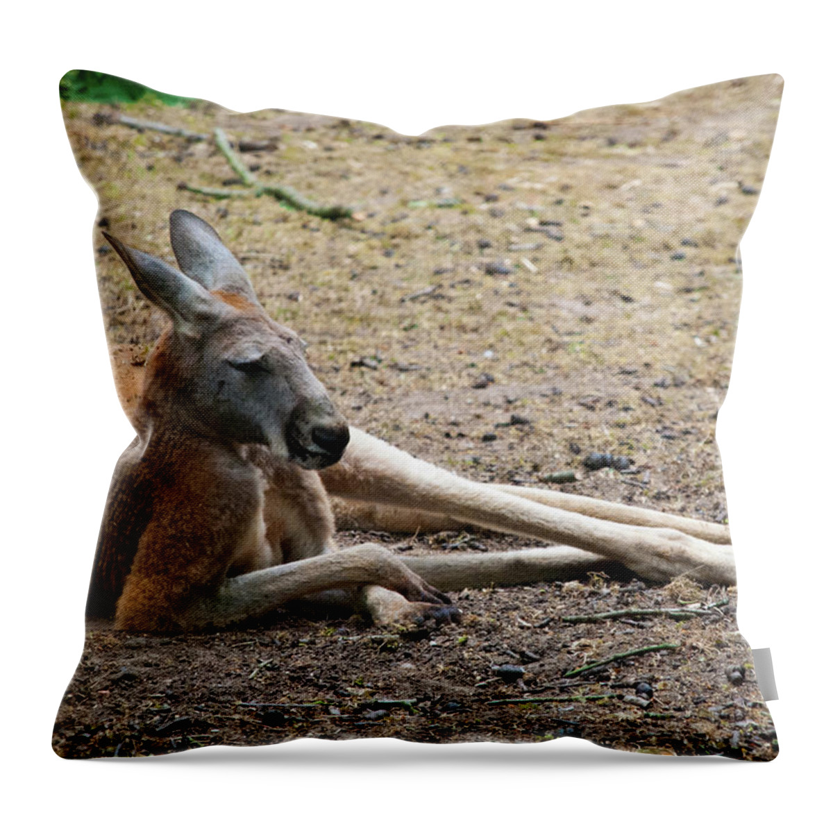 Animal Themes Throw Pillow featuring the photograph Kangaroo by Elizabeth Livermore