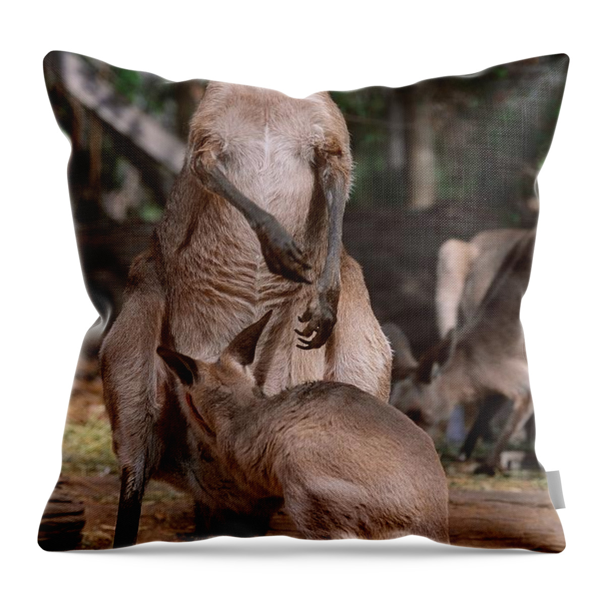Estock Throw Pillow featuring the digital art Kangaroos, Joey Feeding From Mother by Johanna Huber