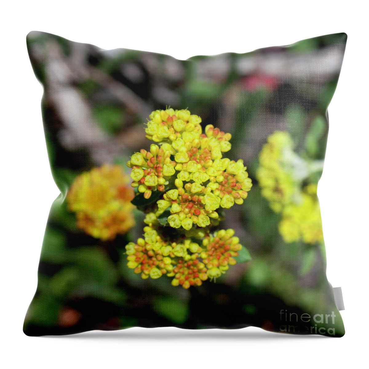 Grand Mesa Throw Pillow featuring the photograph Kannah Creek Sulfur Flower by Julia McHugh