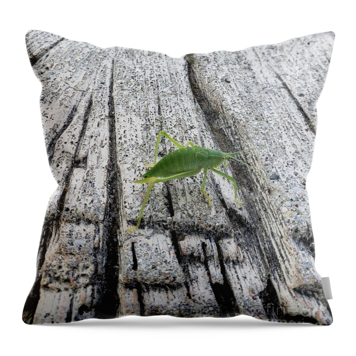 Insect Throw Pillow featuring the photograph Katydid by Anita Adams