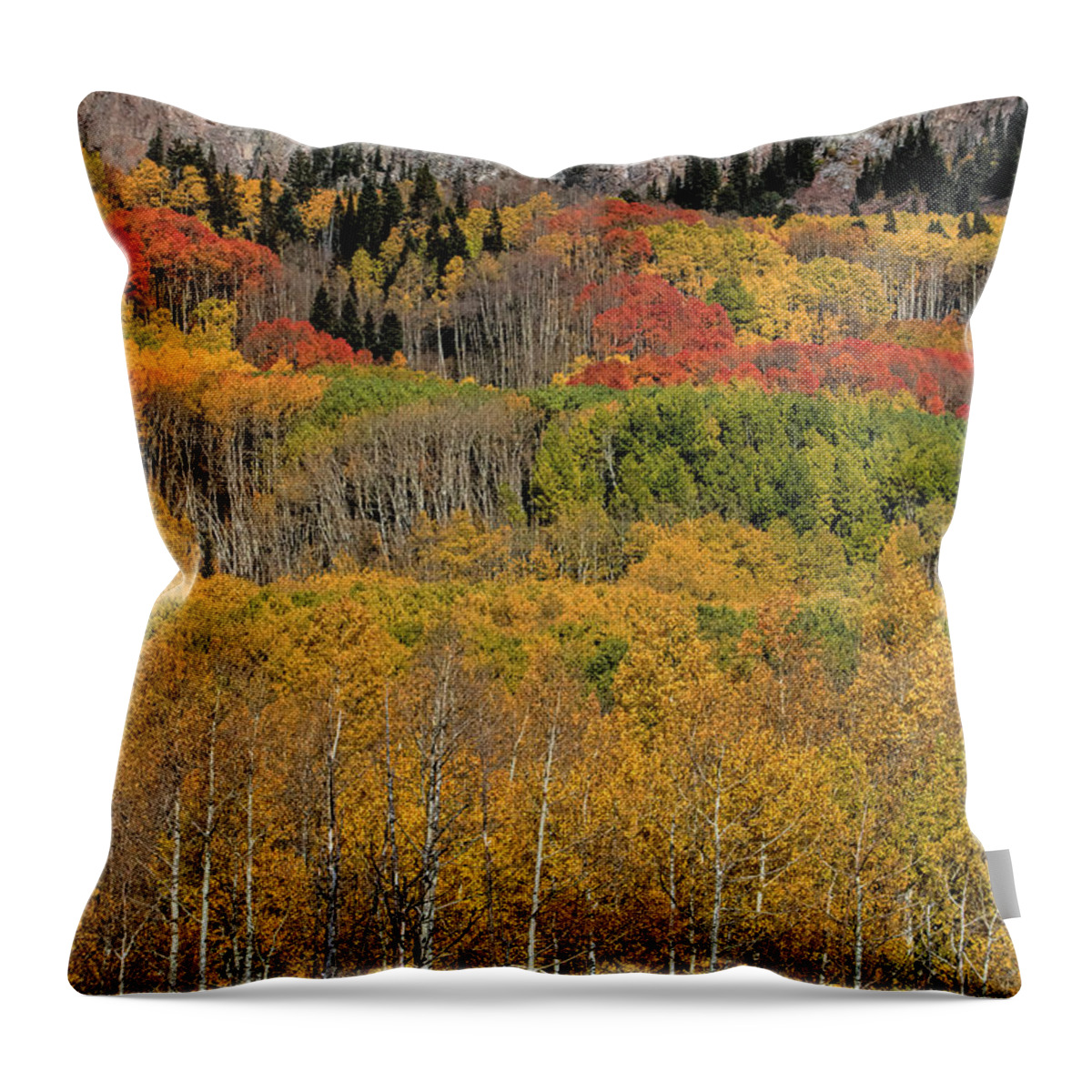 Gold Leaves Throw Pillow featuring the photograph Kebler Pass #1 by Jim Garrison