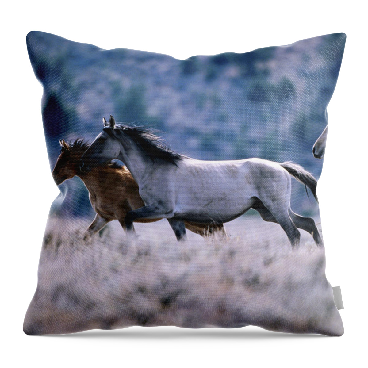 Horse Throw Pillow featuring the photograph Kiger Mustang Wild Horses, United by Mark Newman