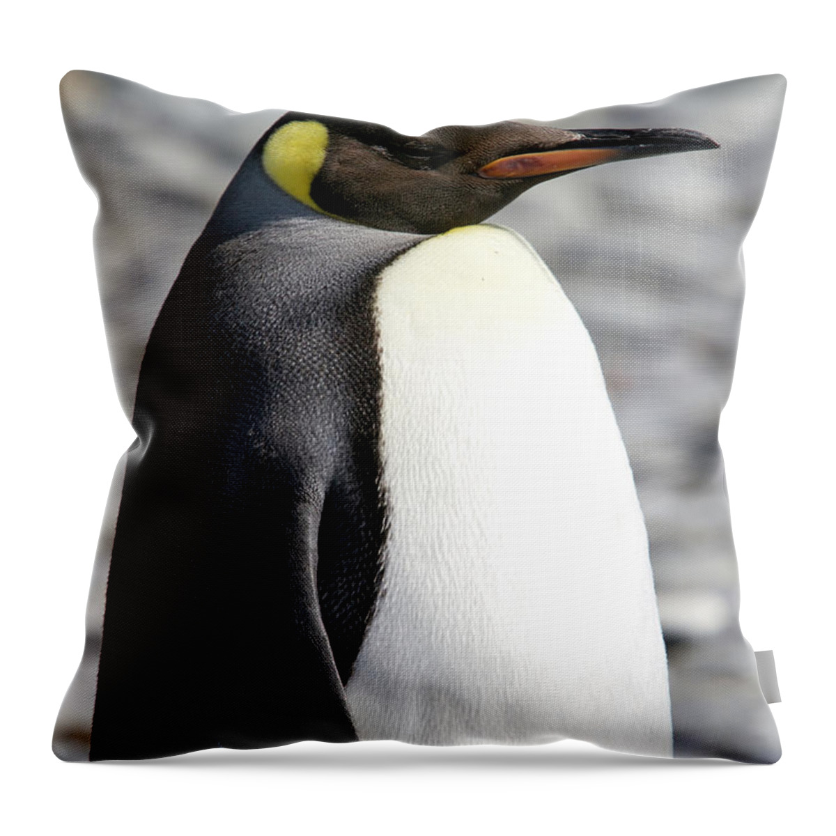 South Georgia Island Throw Pillow featuring the photograph King Penguins, Salisbury Plain, South by Angelika Stern