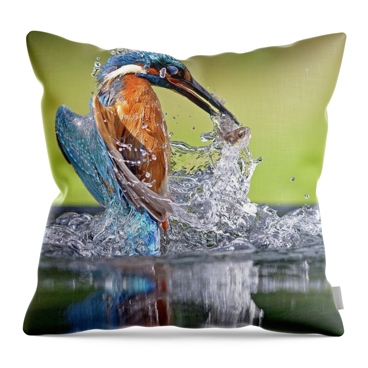 Taking Off Throw Pillow featuring the photograph Kingfisher With Fish by Mark Hughes