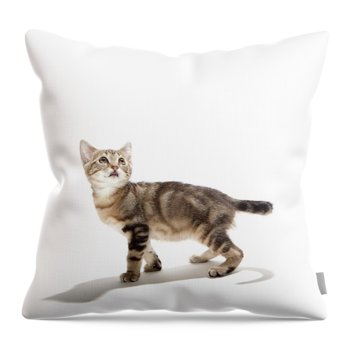 Pets Throw Pillow featuring the photograph Kitten On White Background by Hollenderx2