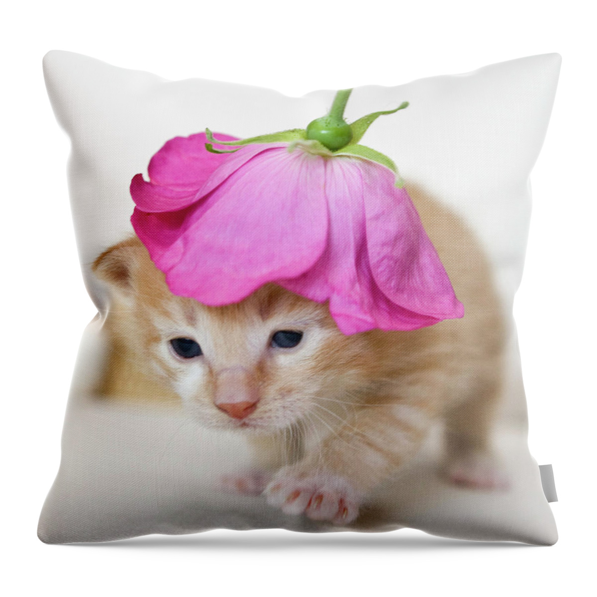 Pets Throw Pillow featuring the photograph Kitten Walking With Flower Hat by Sanna Pudas