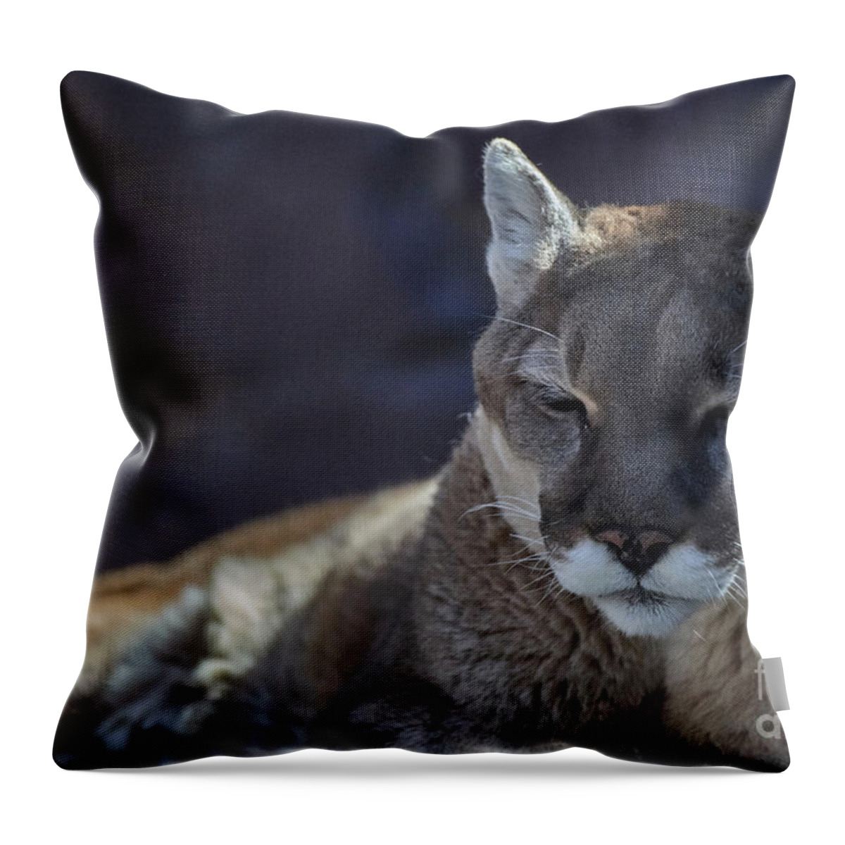 Cat Throw Pillow featuring the photograph Kitty At Rest by Robert WK Clark