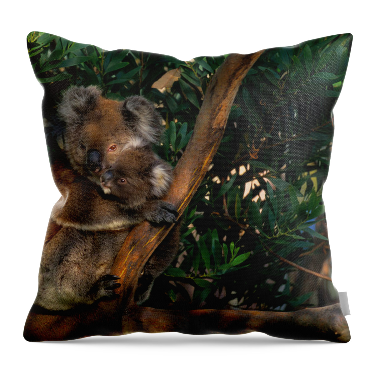 Oceania Throw Pillow featuring the photograph Koala Phascolarctos Cinereus And Baby by Art Wolfe
