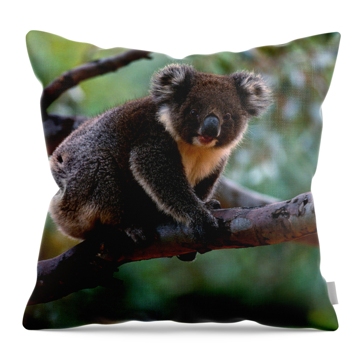 Oceania Throw Pillow featuring the photograph Koala Phascolarctos Cinereus On Tree by Art Wolfe