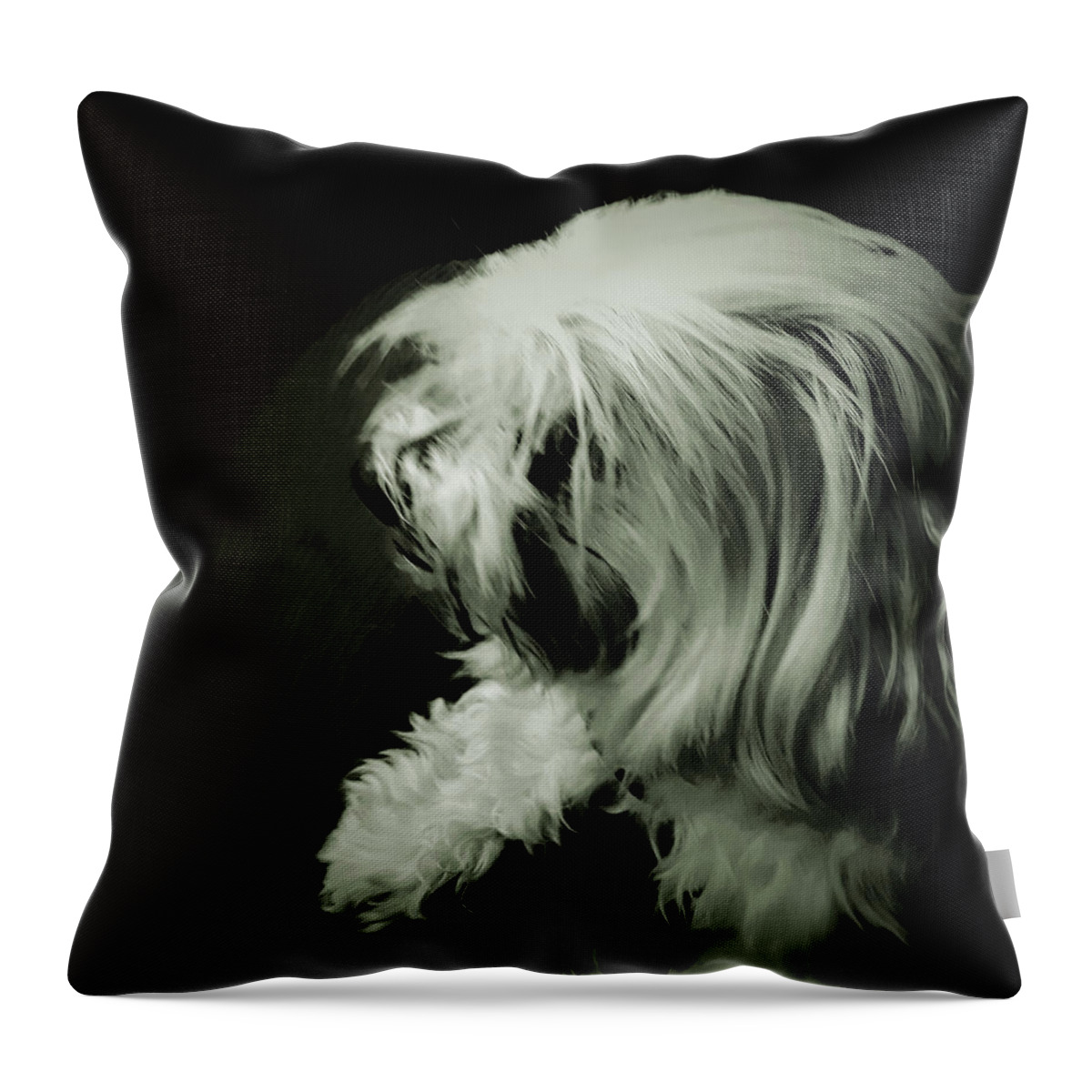 Pet Throw Pillow featuring the photograph Lacy 5 by C Winslow Shafer