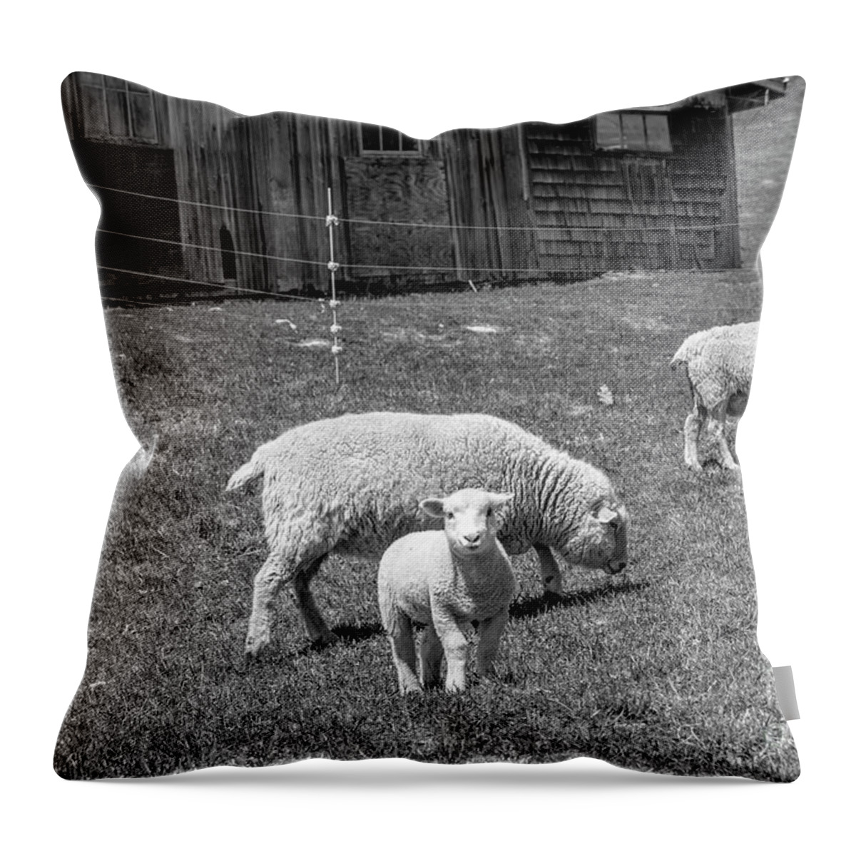 Lamb Throw Pillow featuring the photograph Lamb by Alana Ranney