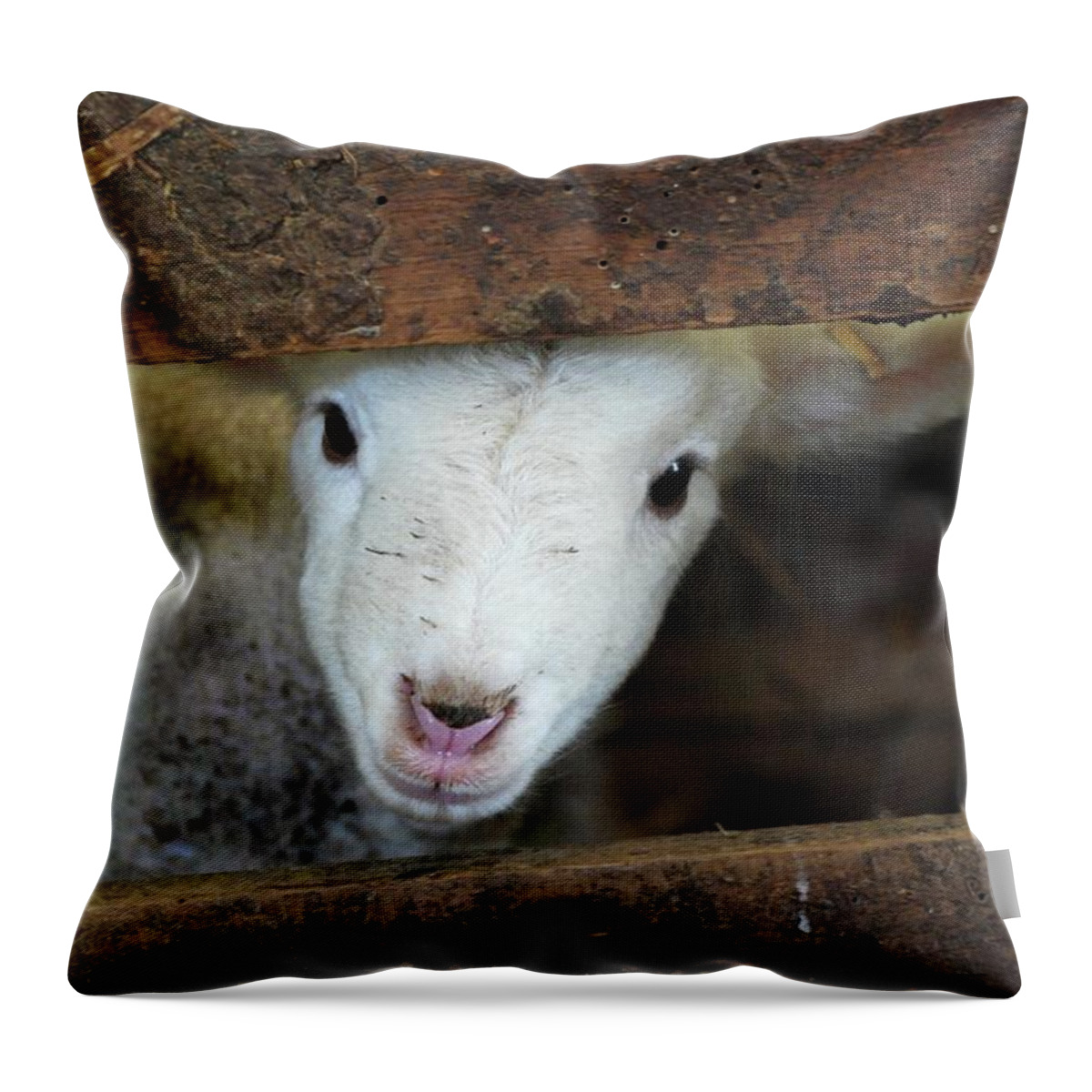 Animal Themes Throw Pillow featuring the photograph Lamb by Christy Majors