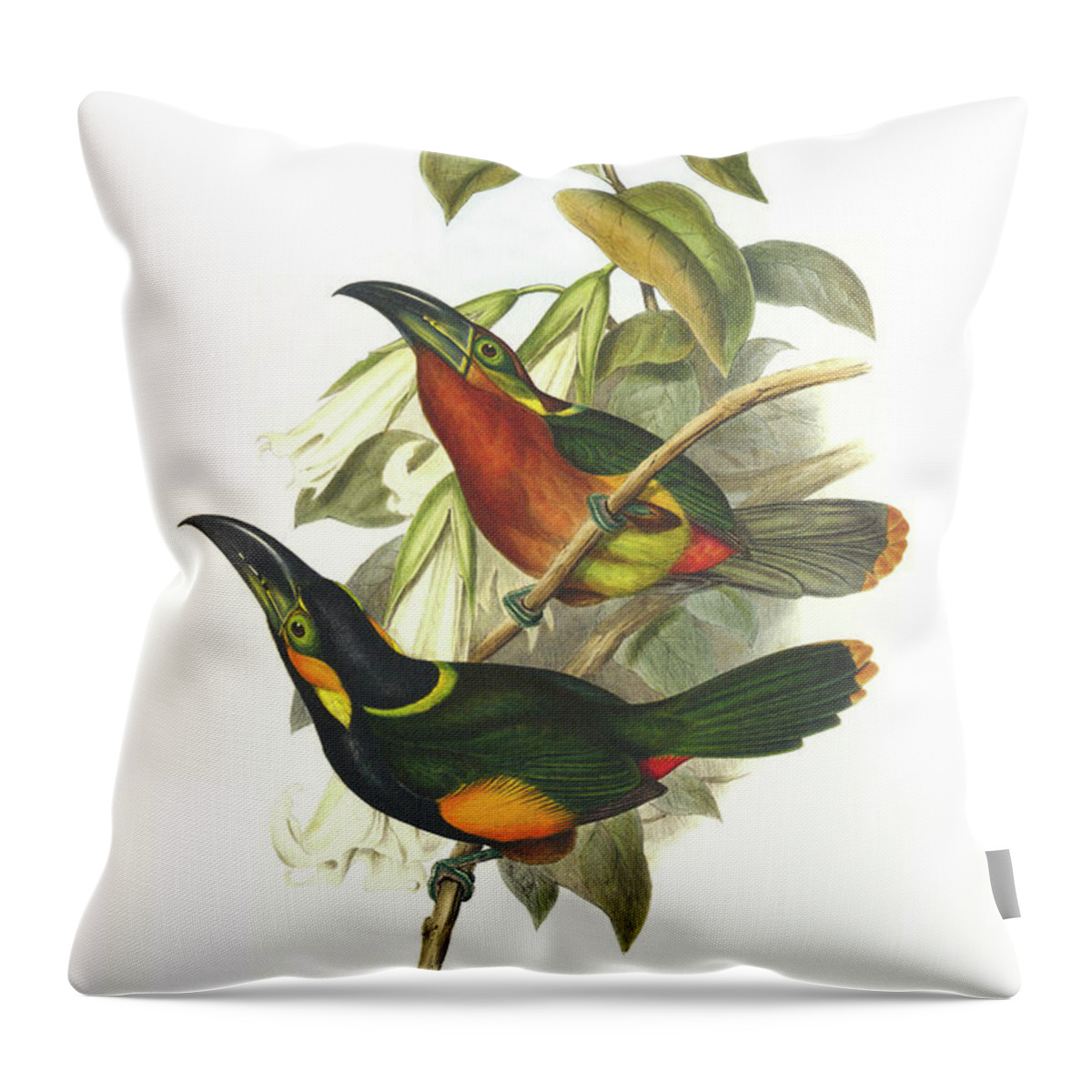 Toucans Throw Pillow featuring the painting Langsdorf's Toucanet by John Gould