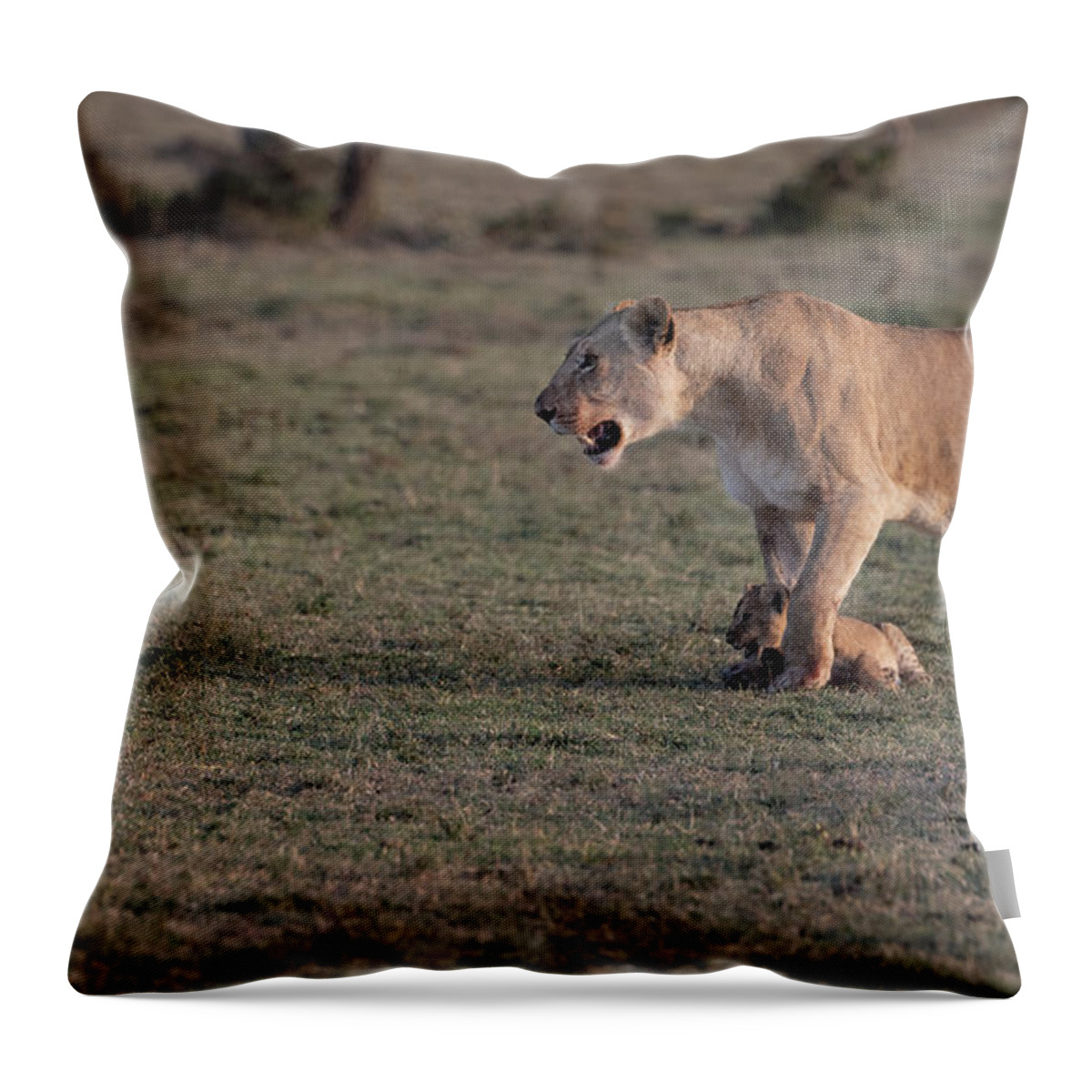 Lions Throw Pillow featuring the photograph Learning The Ropes by Sandra Bronstein