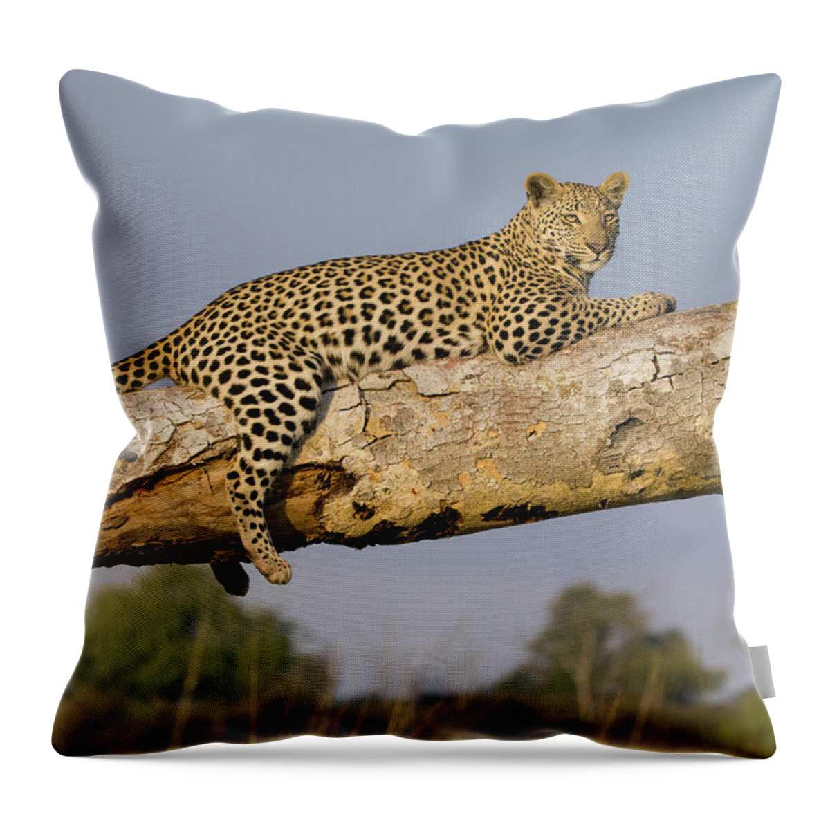 Suzi Eszterhas Throw Pillow featuring the photograph Leopard Lounging In Jao Reserve by Suzi Eszterhas
