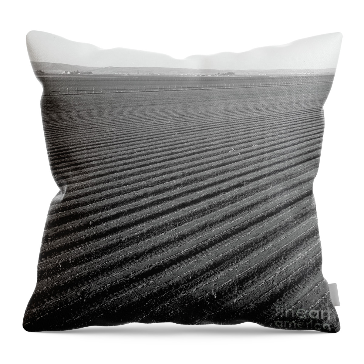 Row Throw Pillow featuring the photograph Lettuce Field In Salinas Valley, California, 1939 by Dorothea Lange