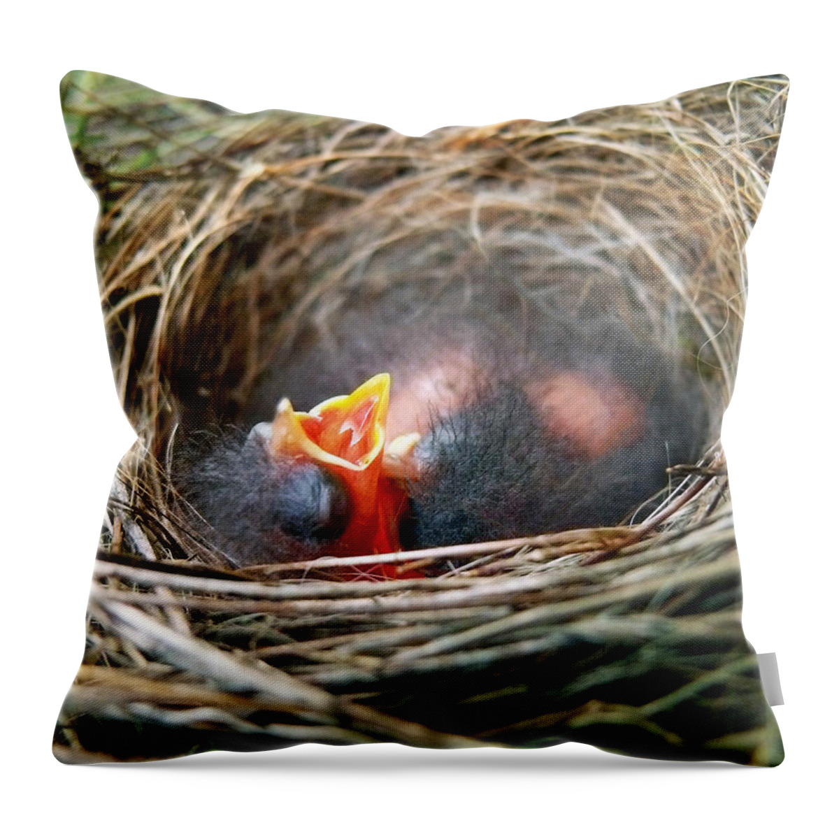 Birds Nest Throw Pillow featuring the photograph Life in the Nest by Christina Rollo