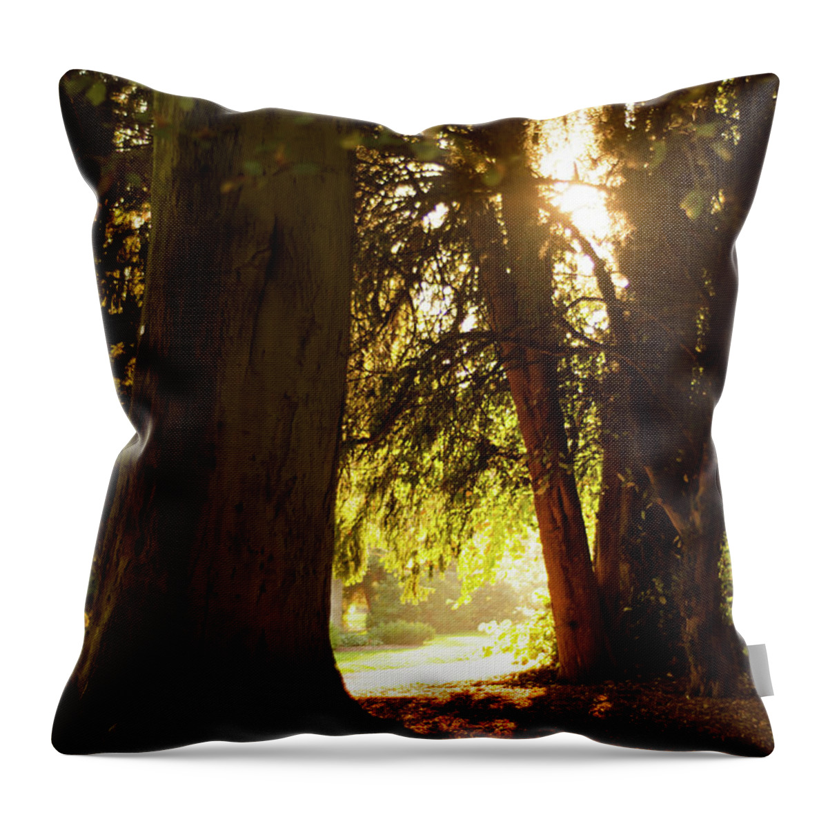 Autumn Throw Pillow featuring the photograph Light between trees by Scott Lyons