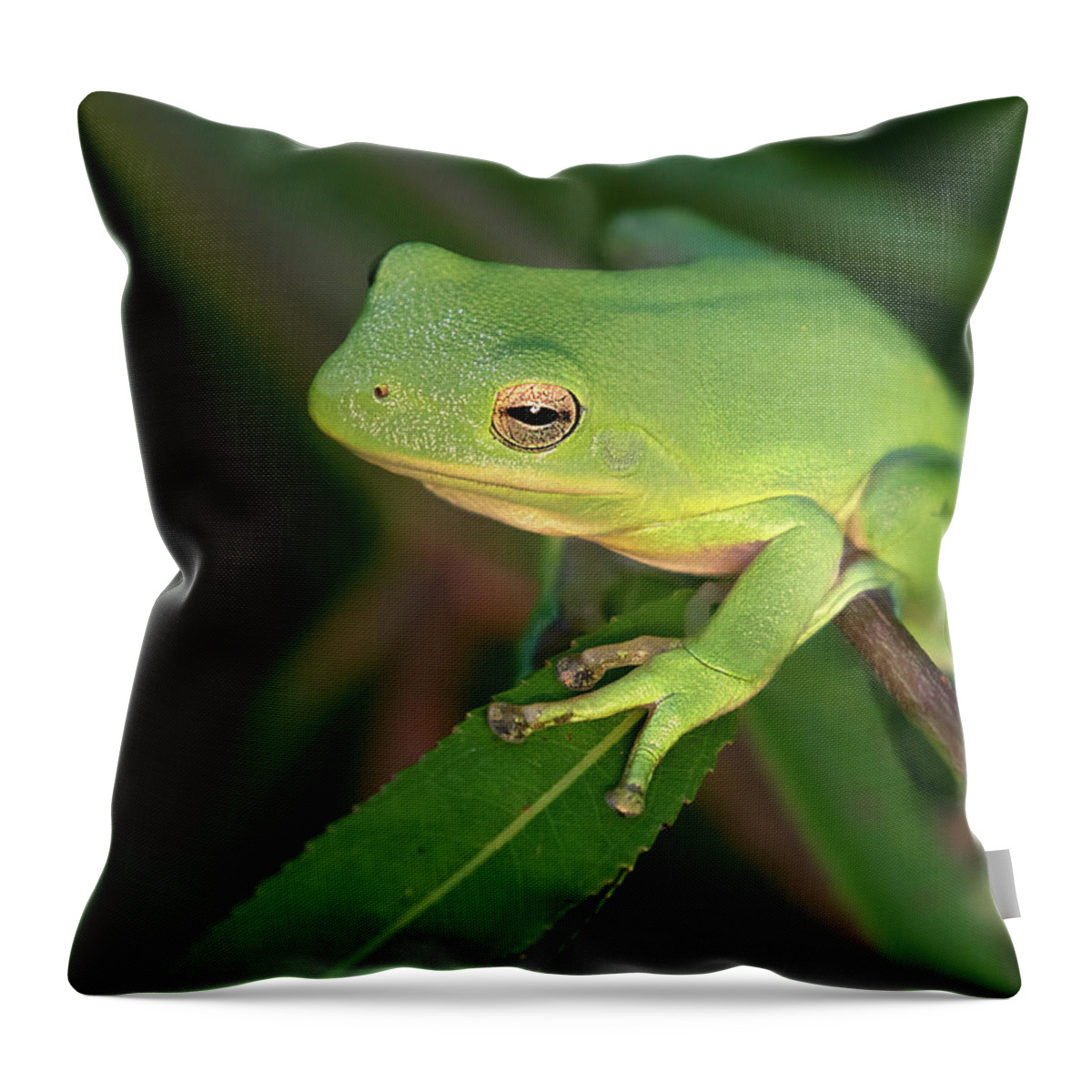 Frog Throw Pillow featuring the photograph Lime Light Lounger by Art Cole