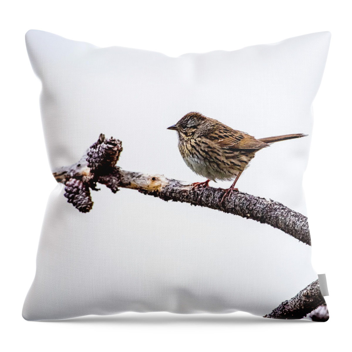 Wildlife Throw Pillow featuring the photograph Lincoln's Sparrow by David Morefield