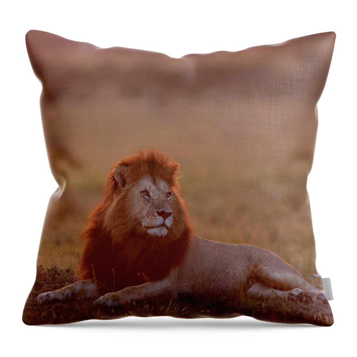 Kenya Throw Pillow featuring the photograph Lion At Sunset, Masai Mara, Kenya by Matthew Scholey