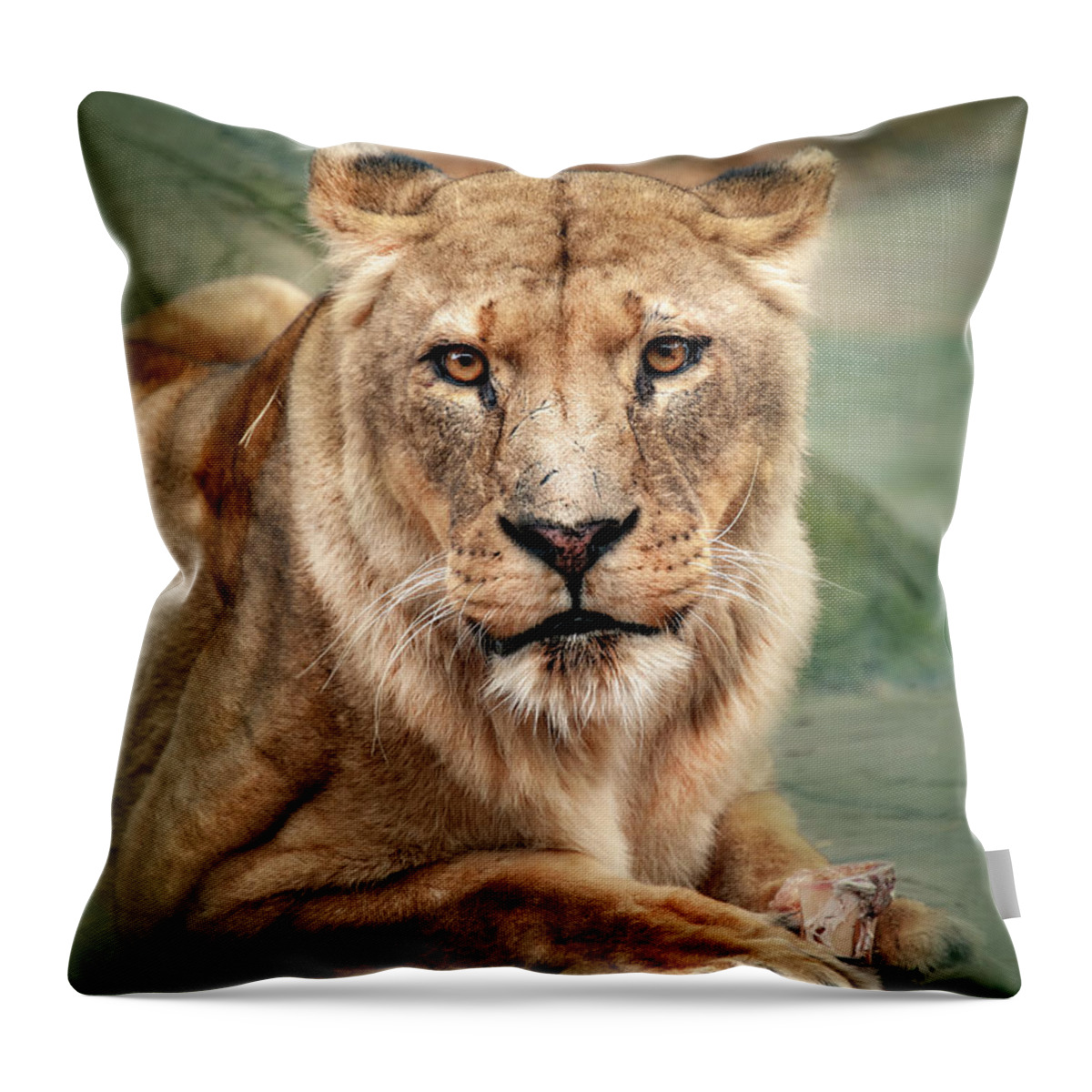 Lion Throw Pillow featuring the photograph Lion by Gouzel -