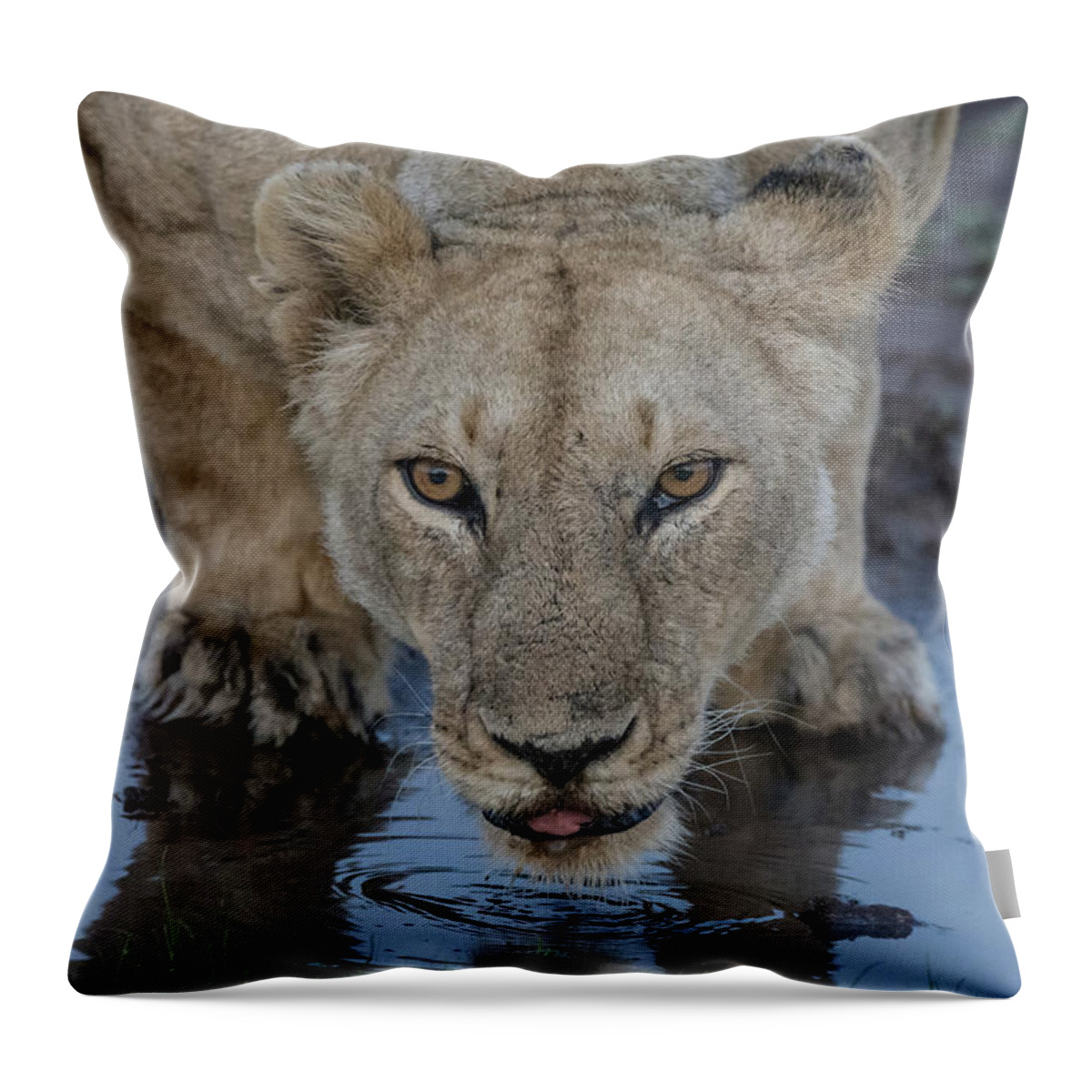Lion Throw Pillow featuring the photograph Lioness drinking by Mark Hunter