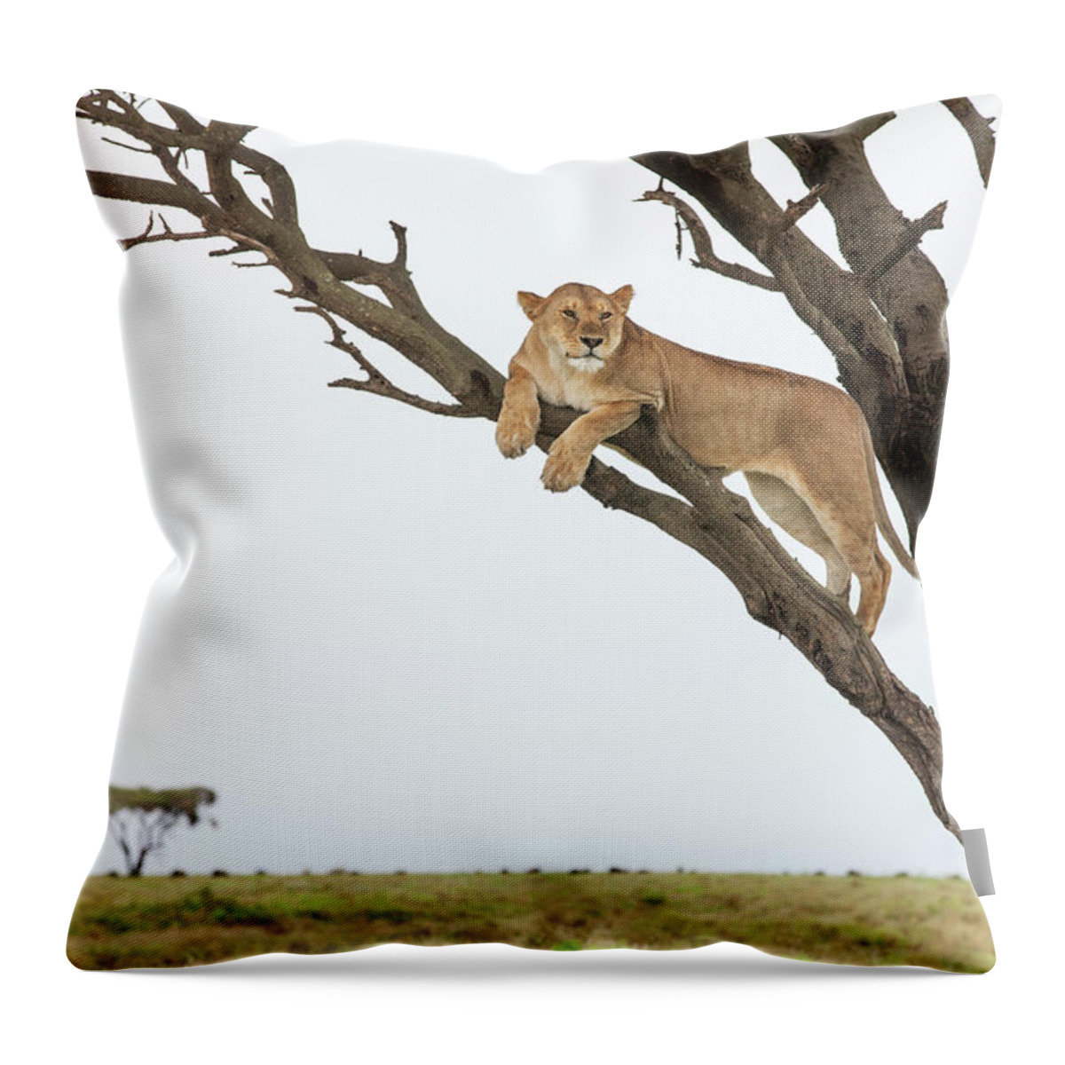 Grass Throw Pillow featuring the photograph Lioness In Tree, Ngorongoro, Tanzania by Paul Souders