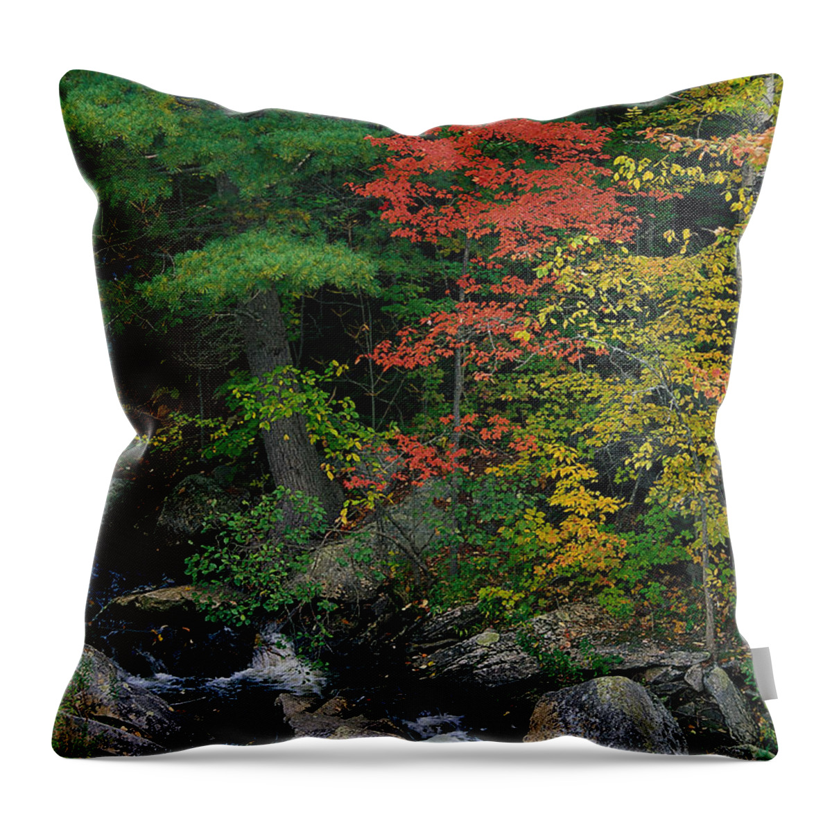 Scenics Throw Pillow featuring the photograph Liqas092 Fall Scenic, Acadia Np, Maine by Elizabeth Delaney
