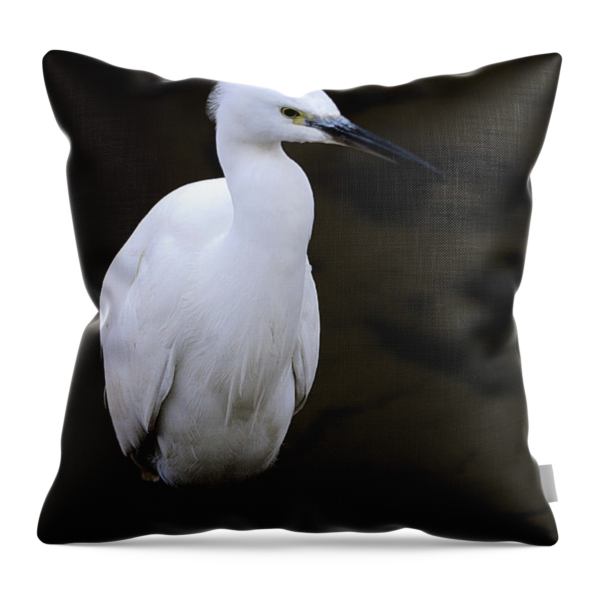 Animal Themes Throw Pillow featuring the photograph Little Egret by I'm Kazuo Ichikawa, Residing In Tokyo, Japan. I Have A Profo