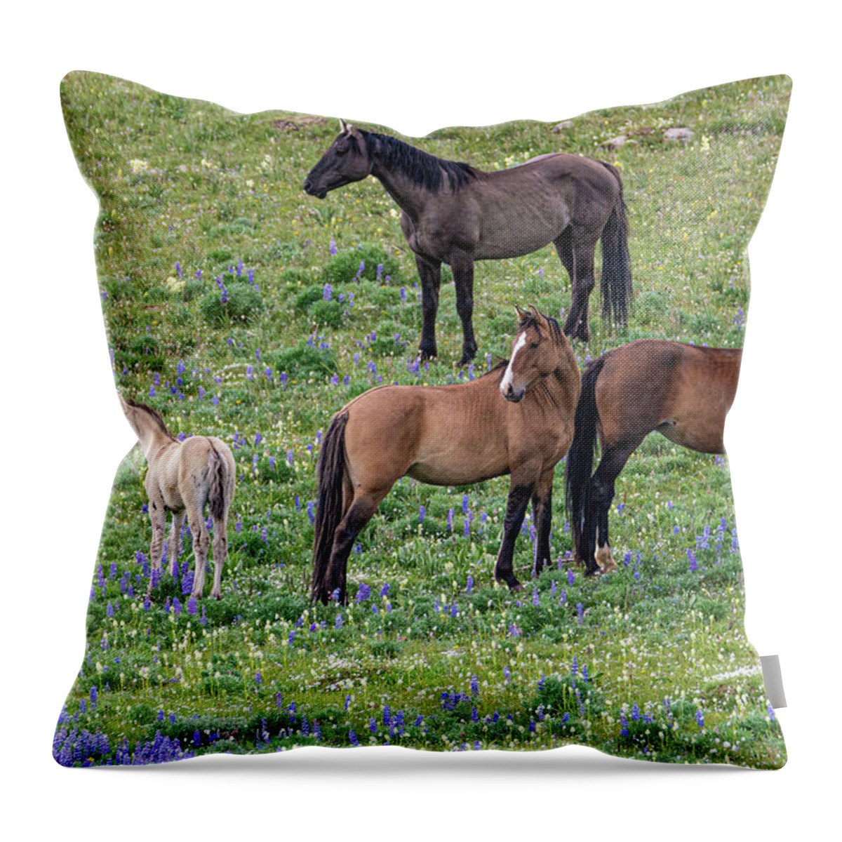 Pryor Mountain Throw Pillow featuring the photograph Little Mustang Band with Foal by Douglas Wielfaert