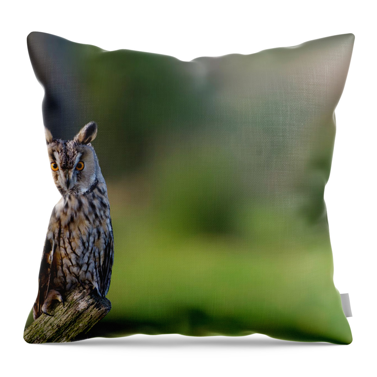 England Throw Pillow featuring the photograph Long-eared Owl Asio Otus Perched On by Mike Powles