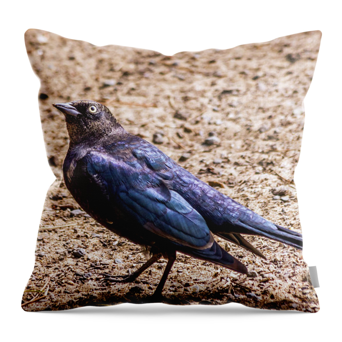 Brewer's Blackbird Throw Pillow featuring the photograph Look Up by Kate Brown