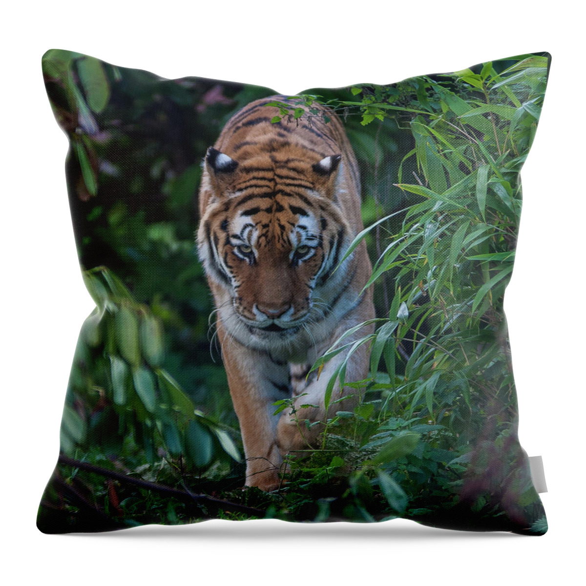 Animal Themes Throw Pillow featuring the photograph Looking For Dinner by M Bilton