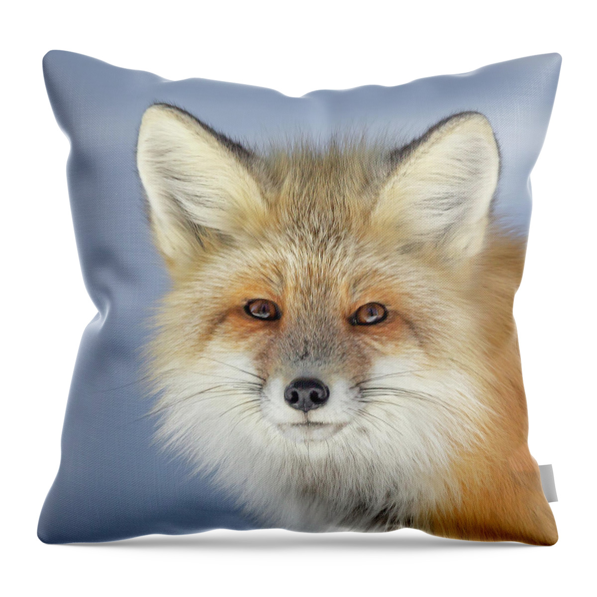 Red Fox Throw Pillow featuring the photograph Looking into the Eyes of a Fox by Jack Bell