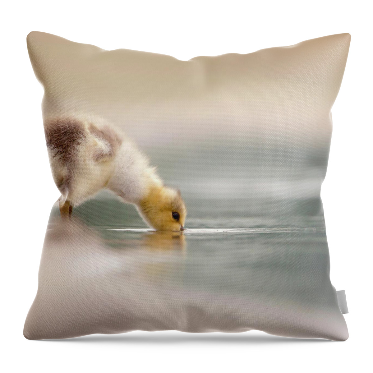 Gosling Throw Pillow featuring the photograph Lost Something? - Drinking gosling by Roeselien Raimond
