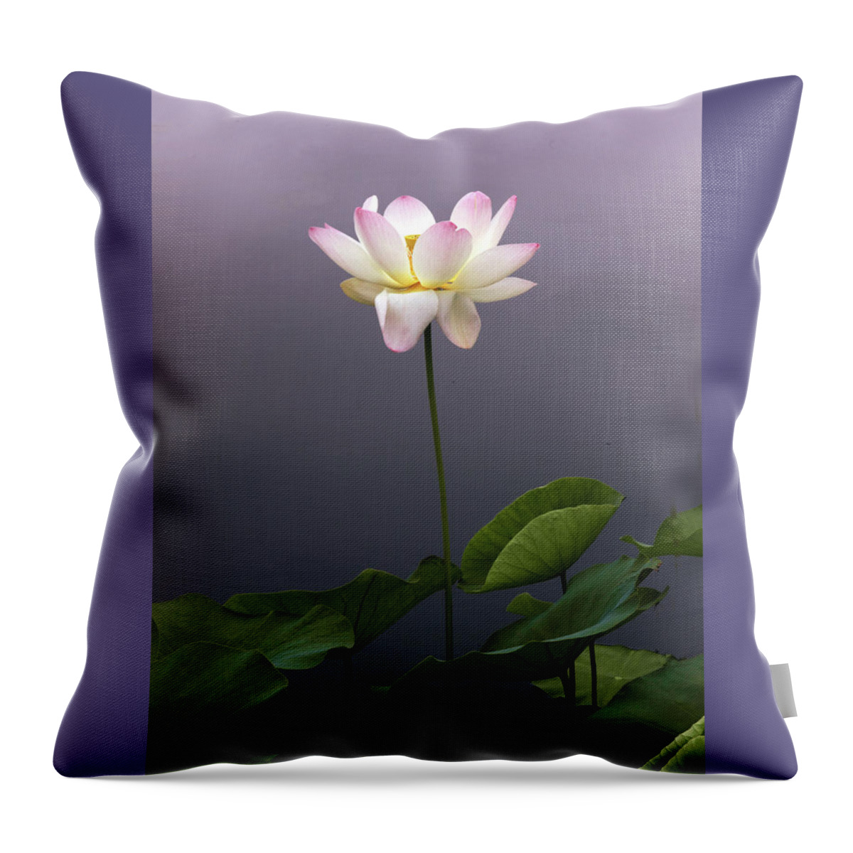 Lotus Throw Pillow featuring the photograph Lotus Ascending by Jessica Jenney