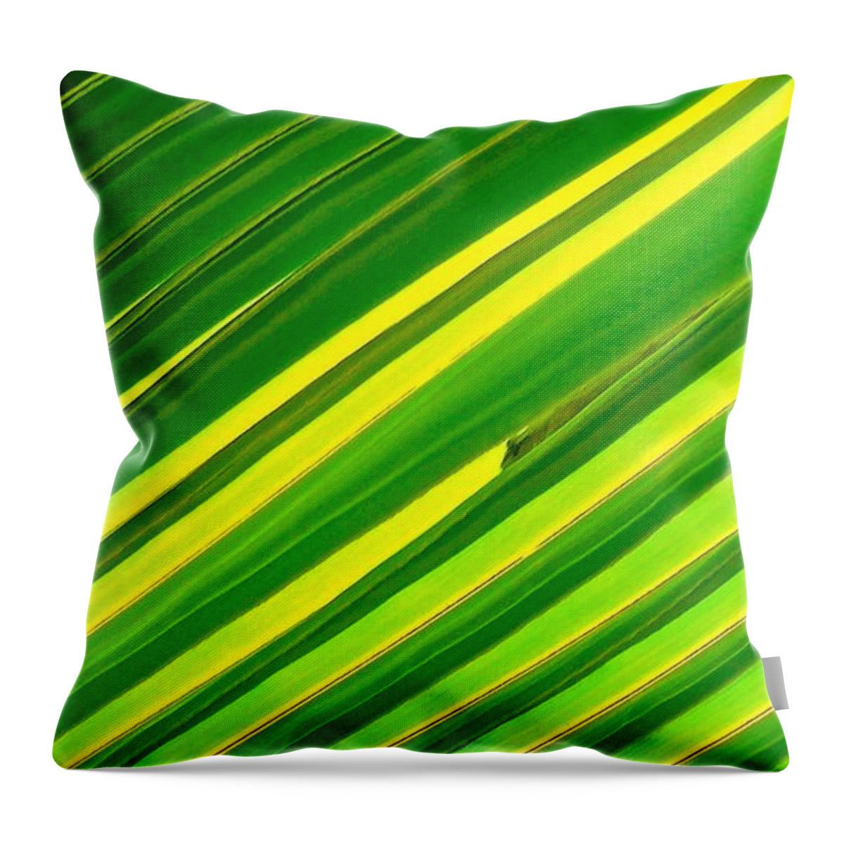 Lounging Around Throw Pillow featuring the photograph Lounging Around by James Temple