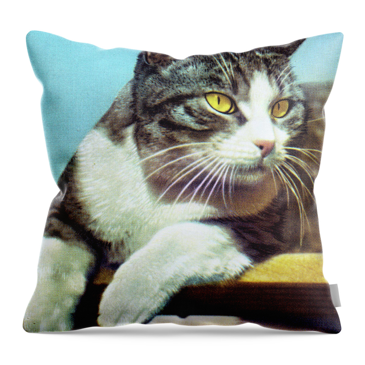 Animal Throw Pillow featuring the drawing Lounging Black and White Cat by CSA Images