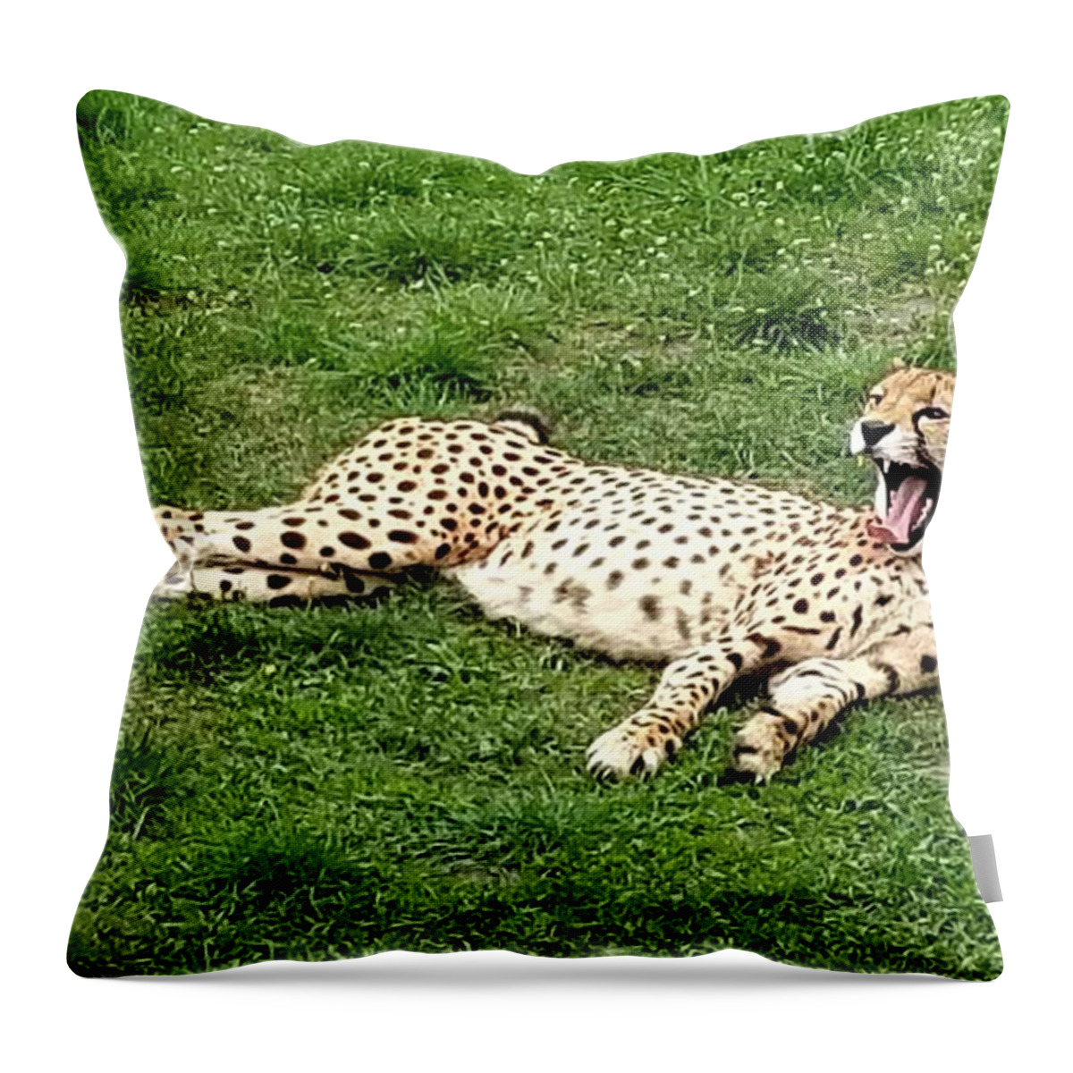 Sea Throw Pillow featuring the photograph Lounging Cheetah by Michael Graham