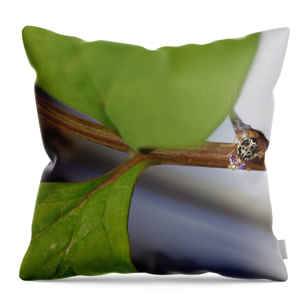 Insect Throw Pillow featuring the photograph Macro Of Colorful Flying Insect by Susangaryphotography