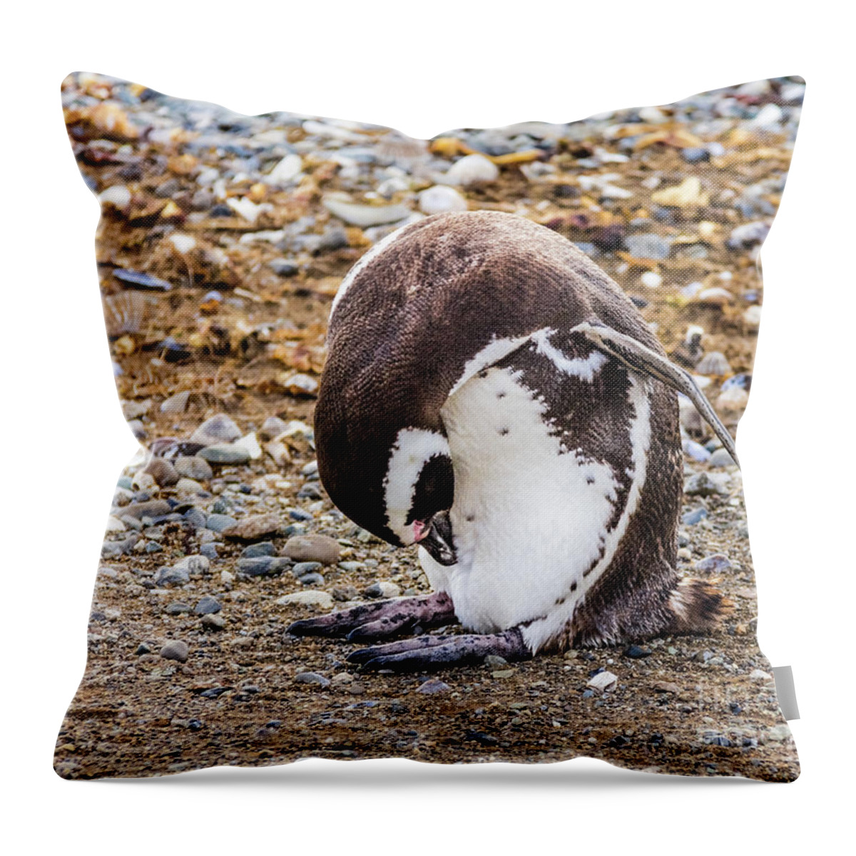 Penguin Throw Pillow featuring the photograph Magellan penguin on the Isla Magdalena, Chile by Lyl Dil Creations