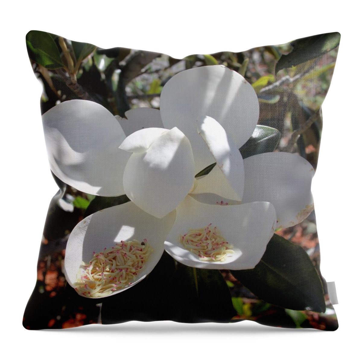 Magnificent White Magnolia Blossoms Throw Pillow featuring the photograph Magnificent Magnolia by Philip And Robbie Bracco