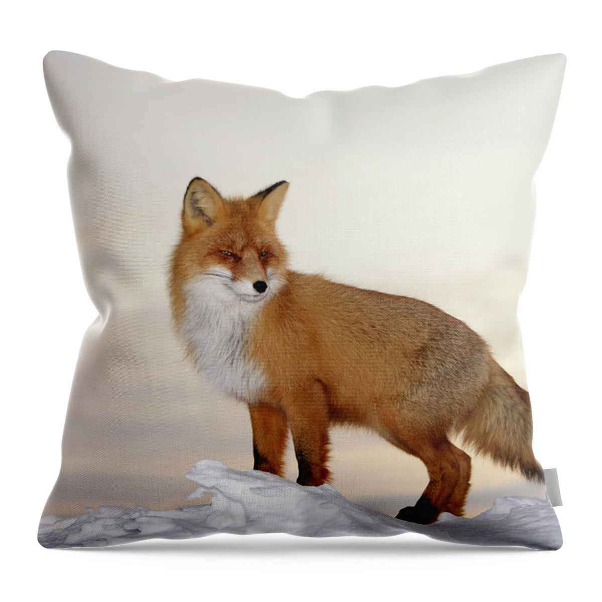 Black Color Throw Pillow featuring the photograph Majestic Fox by Dmitrynd