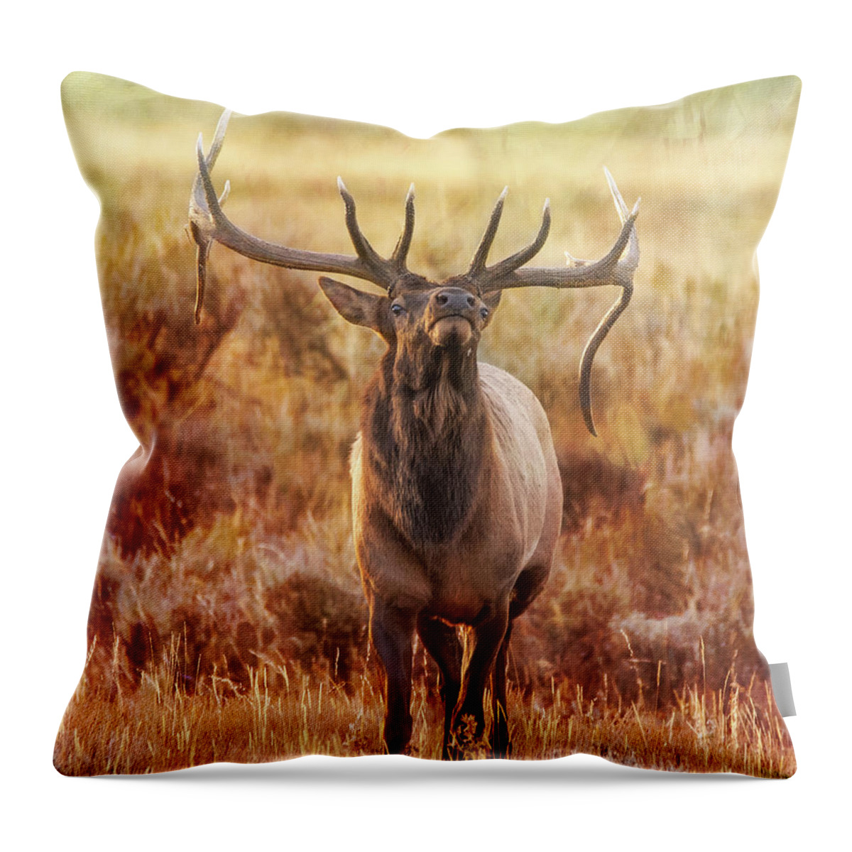 Wildlife Throw Pillow featuring the photograph Majestic by Mary Hone