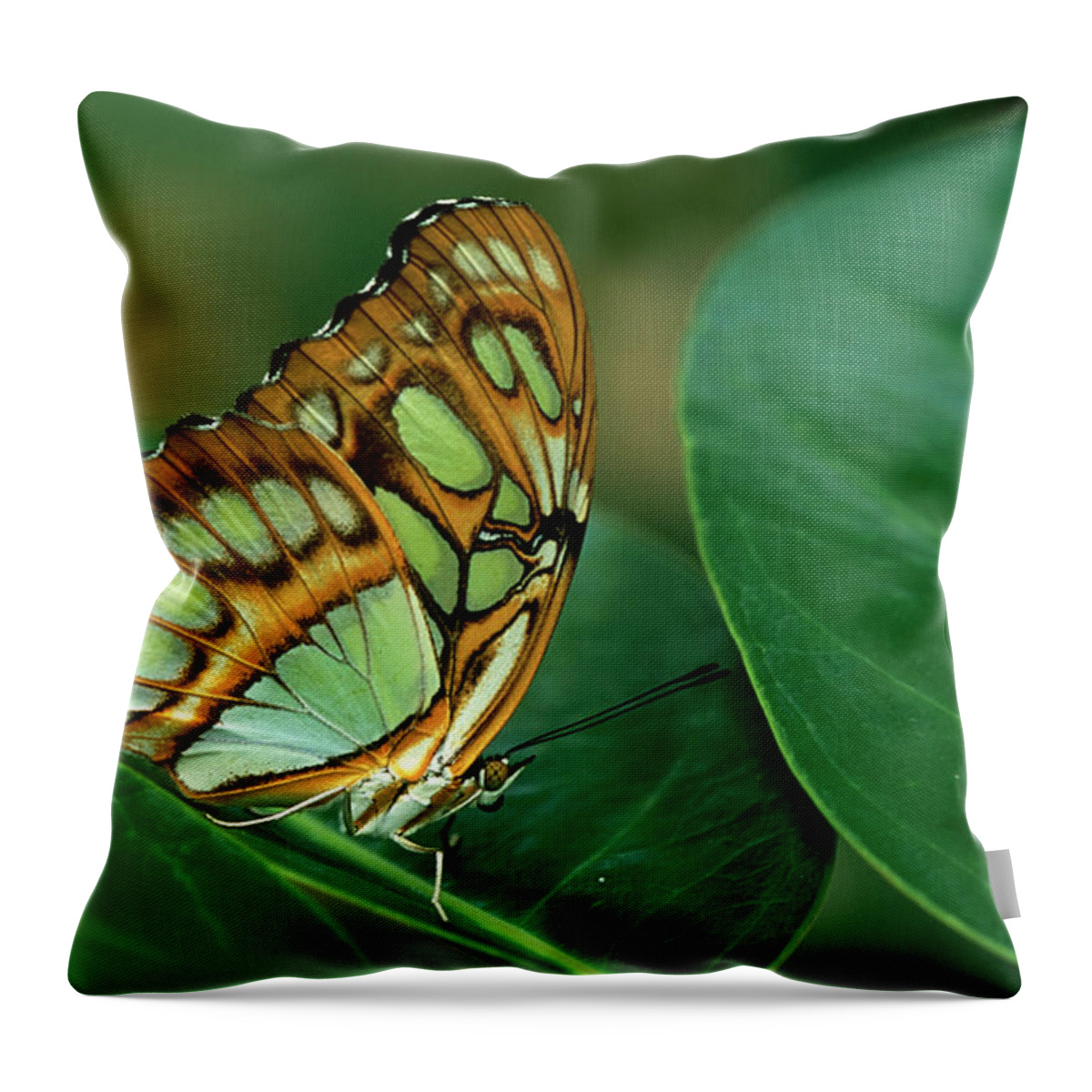 Nymphalidae Throw Pillow featuring the photograph Malachite Butterfly, Siproeta Stelenes by Adam Jones