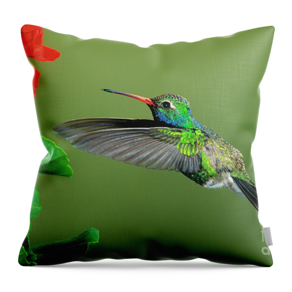 Dave Welling Throw Pillow featuring the photograph Male Broad-billed Hummingbird At Red Flower by Dave Welling