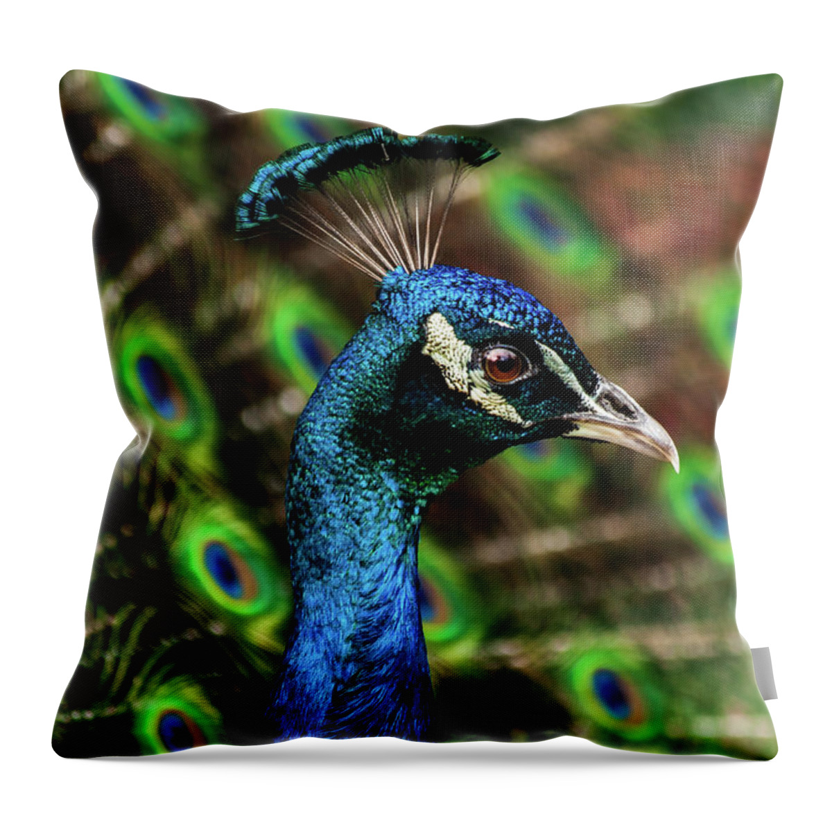 Animal Themes Throw Pillow featuring the photograph Male Peacock by Keith R. Allen